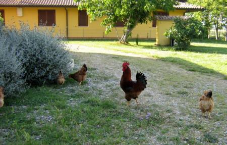 Molinaccio agriturismo Alberese l'agriturismo dal giardino con animali da cortile