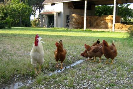 Molinaccio agriturismo Alberese il giardino con animali da cortile